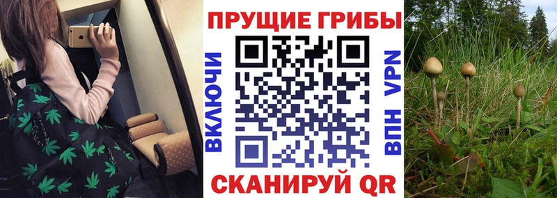 Псилоцибиновые грибы GOLDEN TEACHER Бугульма